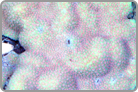 RARE! Pink Polyp's with a  Lime Green Base. Fiji Collected